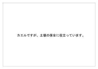 レインフォレスト13.jpg