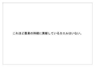 レインフォレスト16.jpg